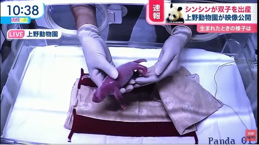 パンダのシンシンが双子出産　上野動物園が出産動画公開
 